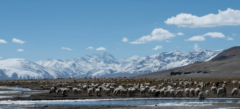 Un regard sur le Zanskar #08
