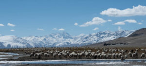 Un regard sur le Zanskar #08